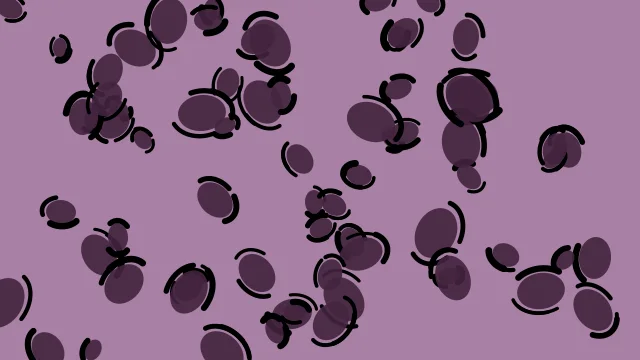 Blackberry Cream leopard desktop wallpaper — free 4K blackberry cream wallpaper 3840x2160