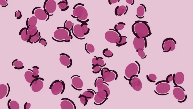 Fuchsia Plum leopard desktop wallpaper — free 4K fuchsia plum wallpaper 3840x2160