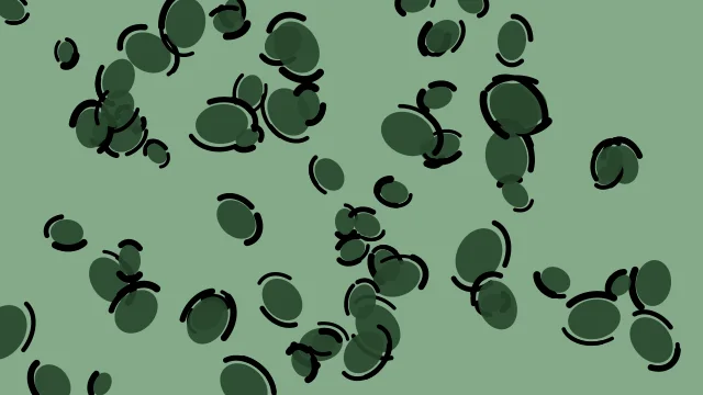Hunter Green leopard print background — free HD hunter green color wallpaper 1920x1080
