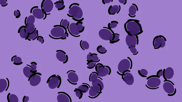 Indigo Velvet leopard print background — free HD indigo velvet color wallpaper 1920x1080