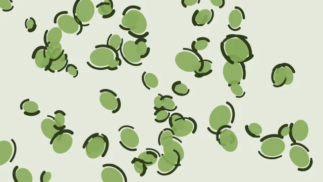 Muted Olive leopard print background — free HD muted olive color wallpaper 1920x1080