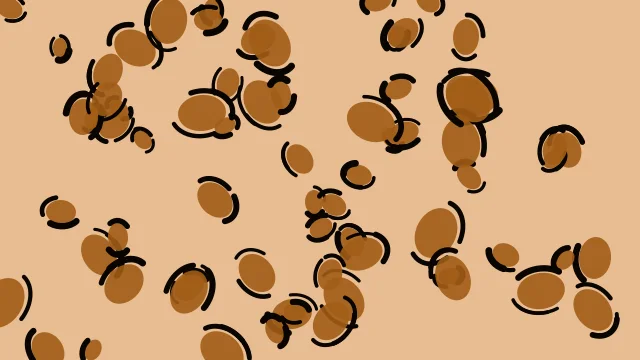 Orange 500 leopard desktop wallpaper — free 4K orange 500 wallpaper 3840x2160