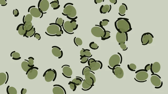 Palm Leaf leopard print background — free HD palm leaf color wallpaper 1920x1080