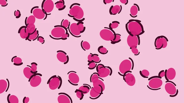 Rose 400 leopard desktop wallpaper — free 4K rose 400 wallpaper 3840x2160