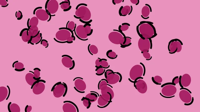 Rose 500 leopard desktop wallpaper — free 4K rose 500 wallpaper 3840x2160
