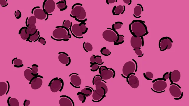 Rose 600 leopard desktop wallpaper — free 4K rose 600 wallpaper 3840x2160