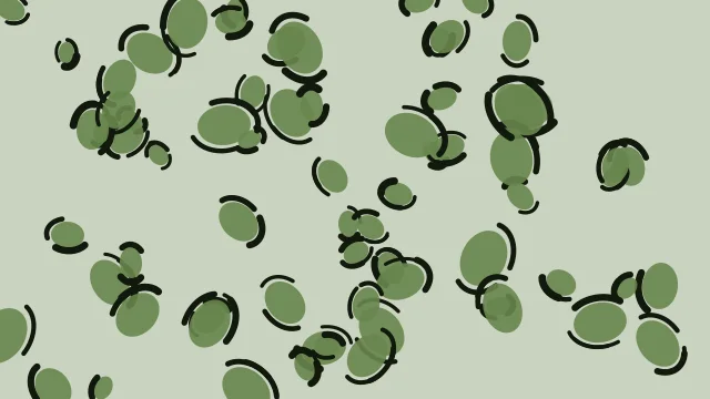 Sage Green leopard print background — free HD sage green color wallpaper 1920x1080