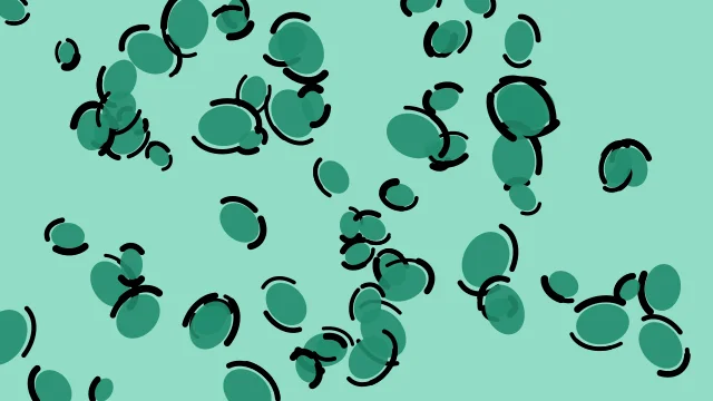 Seaweed leopard desktop wallpaper — free 4K seaweed wallpaper 3840x2160