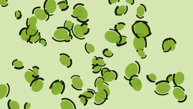 Yellow Green leopard desktop wallpaper — free 4K yellow green wallpaper 3840x2160